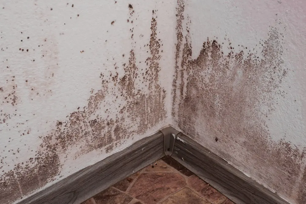 Mold growth on the corner of a white wall near a baseboard, with brownish patches indicating dampness.