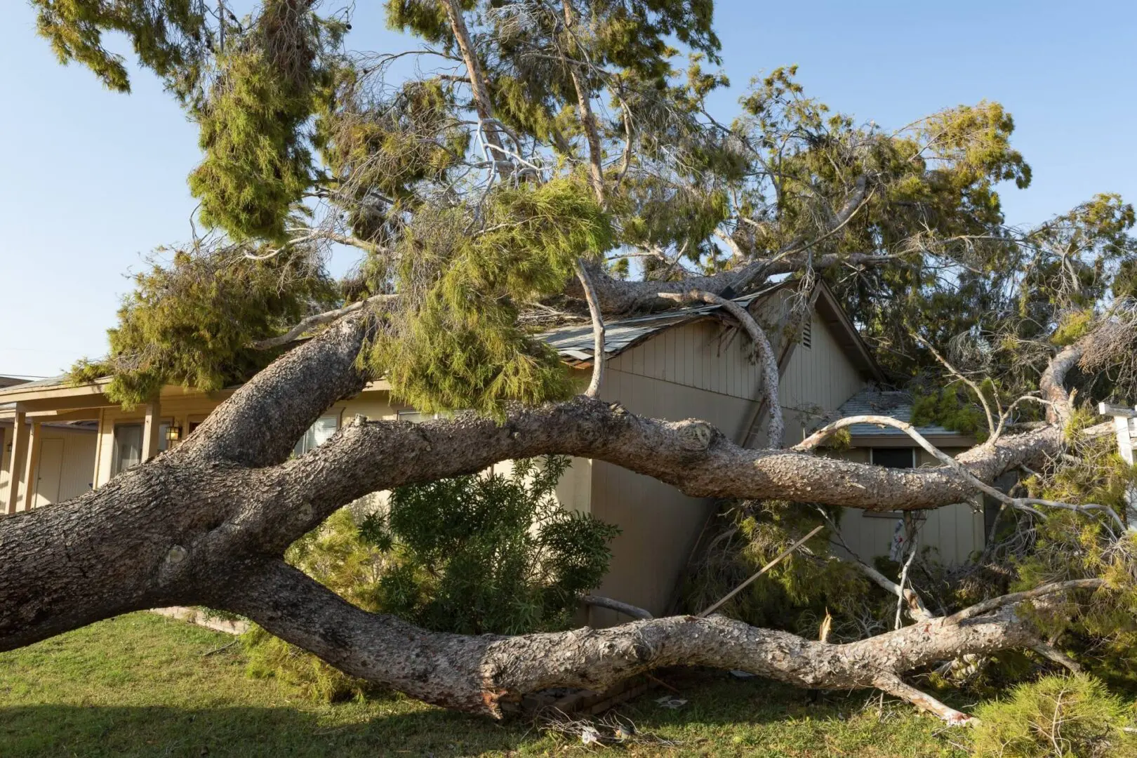 A large tree has fallen on the roof of a house, causing visible damage. The tree covers a significant portion of the roof and extends into the front yard.